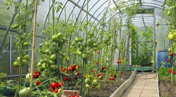 大棚小知識(shí)：低溫雨雪天，大棚蔬菜該如何防凍？